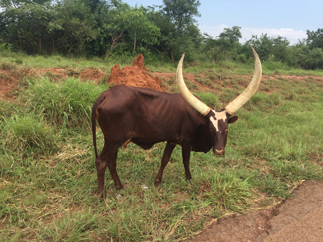 Black w/ White Whisps Small Ankole Cattle Horn Cup - Uganda