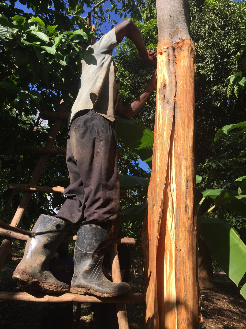 Natural "Red" Bark Cloth - Uganda | 136 x 69"