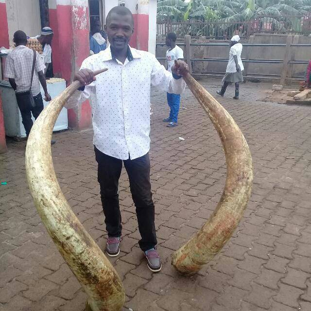 White tall cow horn vase - Uganda